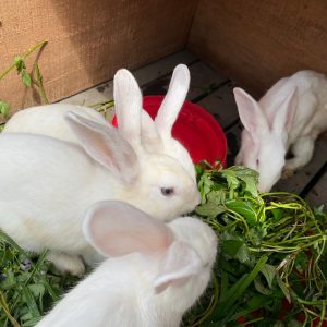 Lapins