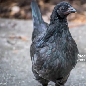 Ayam cemani